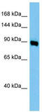 AP-1 complex subunit gamma-1 antibody, TA339999, Origene, Western Blot image 