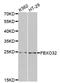 F-Box Protein 32 antibody, LS-C335272, Lifespan Biosciences, Western Blot image 