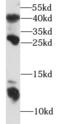 Caga antibody, FNab09855, FineTest, Western Blot image 