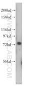 Cell Division Cycle 16 antibody, 14307-1-AP, Proteintech Group, Western Blot image 