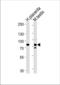 Semaphorin 7A (John Milton Hagen Blood Group) antibody, TA328118, Origene, Western Blot image 
