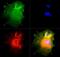 NUMB Endocytic Adaptor Protein antibody, GTX30689, GeneTex, Immunofluorescence image 
