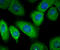 Ras Homolog, MTORC1 Binding antibody, A00827-2, Boster Biological Technology, Immunocytochemistry image 