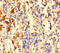 Transforming Growth Factor Alpha antibody, A54053-100, Epigentek, Immunohistochemistry paraffin image 