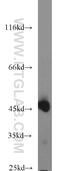 Carnosine N-Methyltransferase 1 antibody, 24068-1-AP, Proteintech Group, Western Blot image 