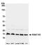 KIAA1143 antibody, A304-702A, Bethyl Labs, Western Blot image 