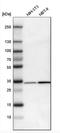 Microtubule Associated Protein RP/EB Family Member 1 antibody, NBP1-84928, Novus Biologicals, Western Blot image 