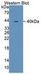 Threonyl-TRNA Synthetase antibody, LS-C373069, Lifespan Biosciences, Western Blot image 