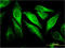 Carcinoembryonic Antigen Related Cell Adhesion Molecule 6 antibody, LS-C197747, Lifespan Biosciences, Immunofluorescence image 