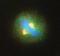 Extra Spindle Pole Bodies Like 1, Separase antibody, TA309647, Origene, Immunofluorescence image 