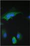 Stratifin antibody, A01127, Boster Biological Technology, Immunofluorescence image 