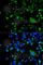 BCL10 Immune Signaling Adaptor antibody, A1106, ABclonal Technology, Immunofluorescence image 