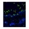 Hair Cortex Cytokeratin  antibody, MBS375031, MyBioSource, Immunocytochemistry image 