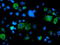 Sentrin-specific protease 2 antibody, LS-C336931, Lifespan Biosciences, Immunofluorescence image 
