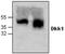 Dickkopf WNT Signaling Pathway Inhibitor 1 antibody, GTX59723, GeneTex, Western Blot image 
