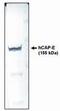 hCAP-E antibody, MA1-12643, Invitrogen Antibodies, Western Blot image 