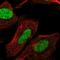 DERPC Proline And Glycine Rich Nuclear Protein antibody, HPA065522, Atlas Antibodies, Immunofluorescence image 