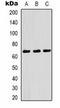 p65 antibody, orb323180, Biorbyt, Western Blot image 