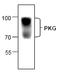 PKG1 antibody, AP00187PU-N, Origene, Western Blot image 