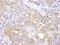 Valosin Containing Protein Interacting Protein 1 antibody, A302-933A, Bethyl Labs, Immunohistochemistry frozen image 