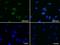 lamin A antibody, NBP2-45654, Novus Biologicals, Immunocytochemistry image 