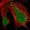 Integrator Complex Subunit 14 antibody, HPA040255, Atlas Antibodies, Immunofluorescence image 