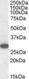 Regulator Of G Protein Signaling 18 antibody, GTX89731, GeneTex, Western Blot image 