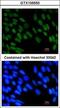 Zinc finger protein 198 antibody, GTX105550, GeneTex, Immunofluorescence image 