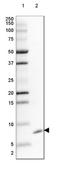 G Protein Subunit Gamma 5 antibody, NBP2-14061, Novus Biologicals, Western Blot image 