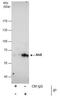NGFI-A-binding protein 2 antibody, PA5-30096, Invitrogen Antibodies, Immunoprecipitation image 