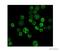 Histone Cluster 4 H4 antibody, ab10158, Abcam, Immunofluorescence image 
