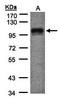 DLG Associated Protein 5 antibody, orb74019, Biorbyt, Western Blot image 