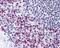 Serine-threonine kinase receptor-associated protein antibody, PA5-23165, Invitrogen Antibodies, Immunohistochemistry frozen image 