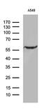 Zinc Finger Protein 19 antibody, M14227, Boster Biological Technology, Western Blot image 