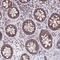 Mitochondrial Ribosomal Protein L11 antibody, PA5-63468, Invitrogen Antibodies, Immunohistochemistry frozen image 
