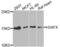 H2A Histone Family Member X antibody, LS-C348958, Lifespan Biosciences, Western Blot image 