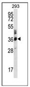 Olfactory Receptor Family 2 Subfamily T Member 27 antibody, AP53038PU-N, Origene, Western Blot image 