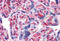 alpha-Tubulin antibody, MBS245977, MyBioSource, Immunohistochemistry frozen image 