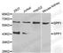 Secreted Phosphoprotein 1 antibody, A8082, ABclonal Technology, Western Blot image 