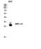 Mitochondrial Ribosomal Protein L10 antibody, STJ94208, St John