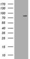 Leucine Rich Repeats And Calponin Homology Domain Containing 4 antibody, MA5-26092, Invitrogen Antibodies, Western Blot image 