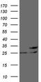 Protein-L-Isoaspartate (D-Aspartate) O-Methyltransferase antibody, TA809919S, Origene, Western Blot image 