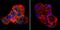 Cholesteryl Ester Transfer Protein antibody, NB300-558, Novus Biologicals, Immunofluorescence image 