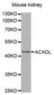 Acyl-CoA Dehydrogenase Long Chain antibody, abx001172, Abbexa, Western Blot image 