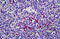 Retinol Binding Protein 5 antibody, MBS243511, MyBioSource, Immunohistochemistry frozen image 
