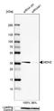 Malate dehydrogenase, mitochondrial antibody, NBP1-86036, Novus Biologicals, Western Blot image 