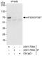 Eukaryotic Translation Initiation Factor 3 Subunit D antibody, A301-758A, Bethyl Labs, Immunoprecipitation image 