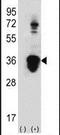 U2 Small Nuclear RNA Auxiliary Factor 1 antibody, PA5-12405, Invitrogen Antibodies, Western Blot image 