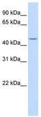 Heat Shock Transcription Factor Y-Linked 2 antibody, TA345472, Origene, Western Blot image 