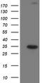 Suppressor Of Cytokine Signaling 3 antibody, TA503039, Origene, Western Blot image 
